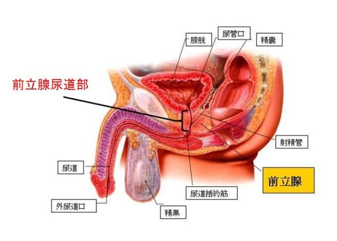 前立腺マッサージってなんで気持ちいいの？
