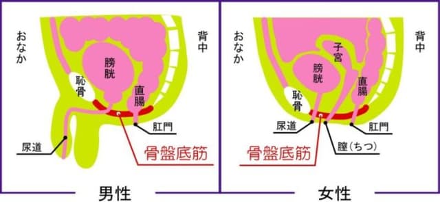 アナルの気持ちよさって男女でどーちがうの？