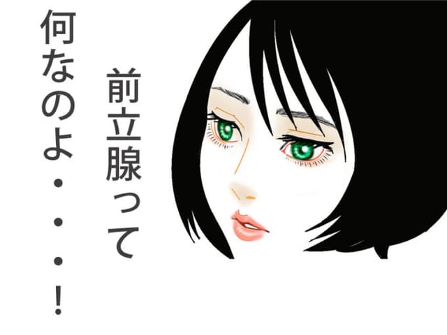 そういえば前立腺ってどんな器官なんだっけ？