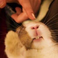 【実践】エネマグラで催眠オナニー【サイニー】をやってみた☆