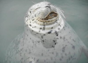 8ceae201a6e80bff6f9beb269fbc49cd_400