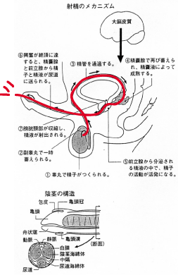 kenkou9-4---コピー